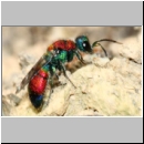 Chrysis viridula - Goldwespe 09 Tongrube-OS-Wallenhorst.jpg